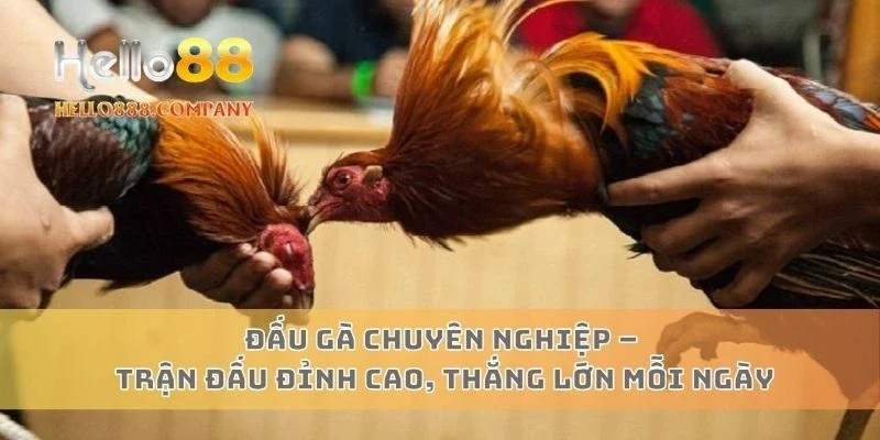 Đấu gà chuyên nghiệp – Trận đấu đỉnh cao, thắng lớn mỗi ngày