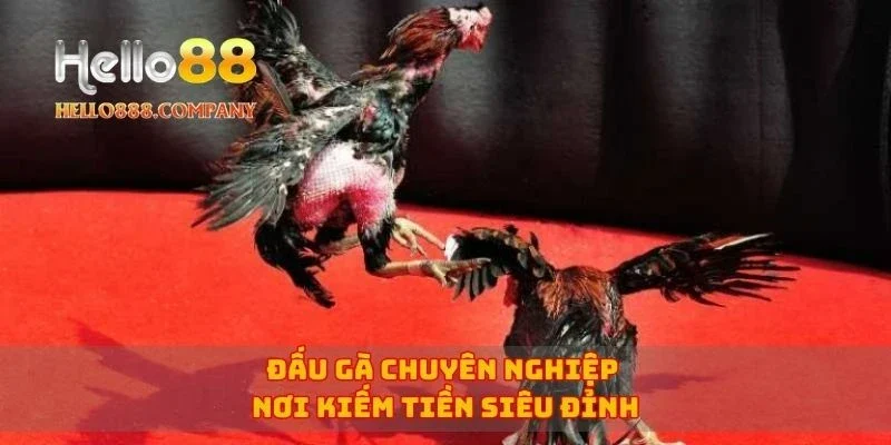 Đấu gà chuyên nghiệp nơi kiếm tiền siêu đỉnh