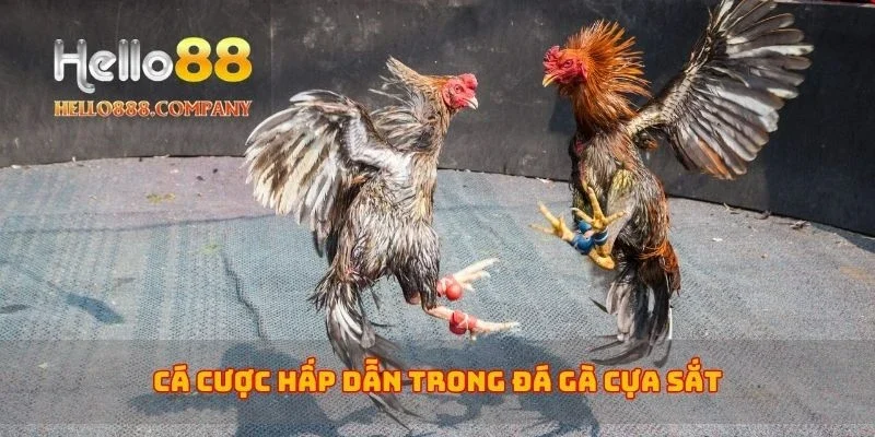 Cá cược hấp dẫn trong đá gà cựa sắt