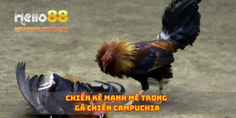 Chiến kê mạnh mẽ trong gà chiến Campuchia